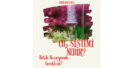 CO₂ Sistemi Nedir? Bitkili Akvaryumda Gerekli mi? | 2026 Rehberi